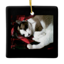 Snowshoe Tartan-Miezekatze