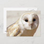 Snowy Barn Owl Postkarte (Vorne/Hinten)