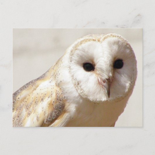 Snowy Barn Owl Postkarte (Vorderseite)