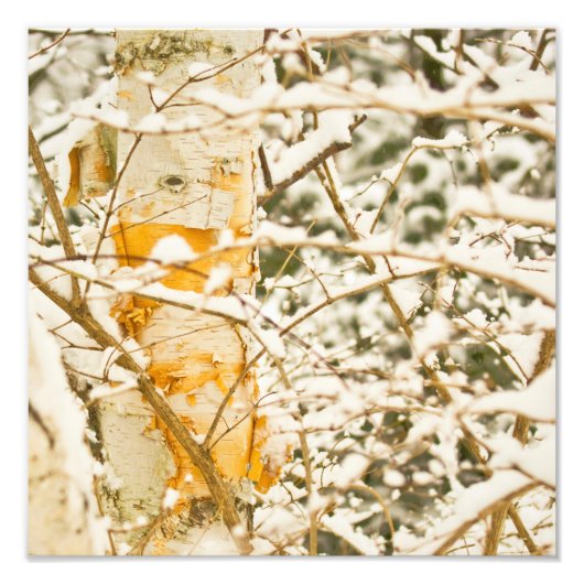 Snowy Birch Fotodruck (Vorne)