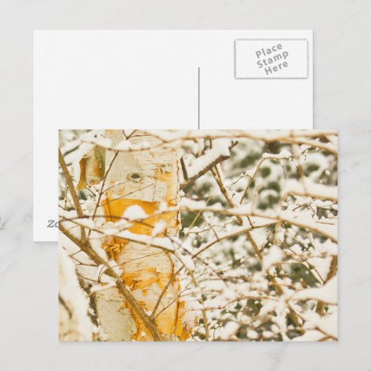 Snowy Birch Postkarte (Vorne/Hinten)