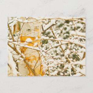 Snowy Birch Postkarte