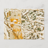 Snowy Birch Postkarte (Vorderseite)