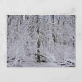 Snowy Birch Tree Canopy Postkarte (Vorderseite)