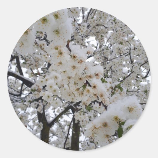 Snowy Blossom Sticker (Vorderseite)
