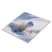 Snowy Blue Mountain Crocus Reborn Blume Fliese (Seite)