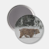 Snowy Cocker Spaniel Magnet (Vorderseite/Rückseite)