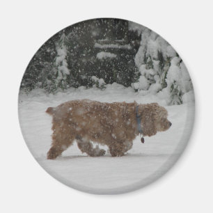 Snowy Cocker spaniel Magnet