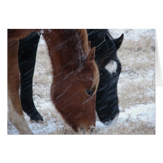 Snowy Eats (Vorderseite (Horizontal))