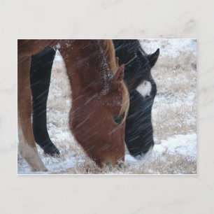 Snowy Eats Postkarte