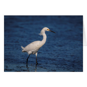 Snowy Egret am Nordstrand