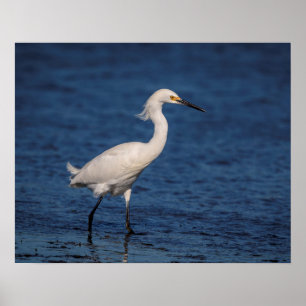 Snowy Egret am Nordstrand Poster