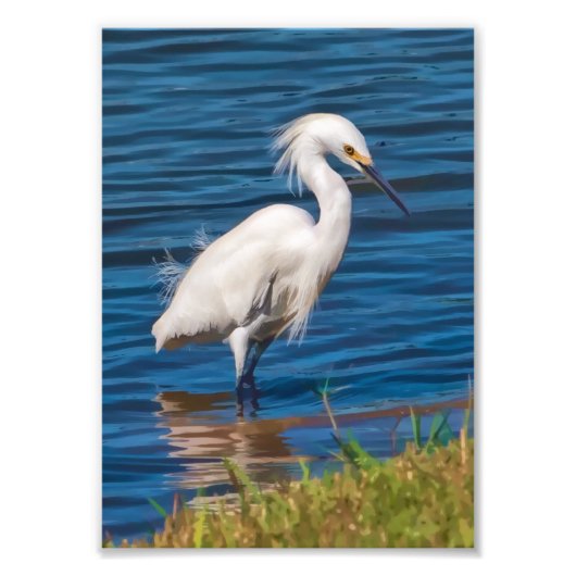 Snowy Egret am Teich Fotodruck (Vorne)