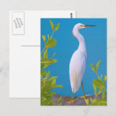 Snowy Egret auf der Postkarte für den Teich (Vorne/Hinten)