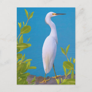 Snowy Egret auf der Postkarte für den Teich