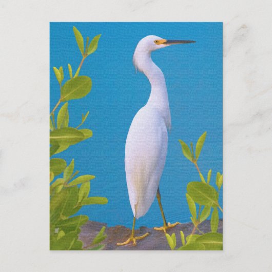 Snowy Egret auf der Postkarte für den Teich (Vorderseite)