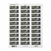 Snowy Egret Baby Bird Label (Vorne)