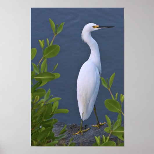 Snowy Egret bei Marsh Poster (Vorne)