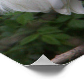 Snowy Egret Bird Foto Poster (Ecke)