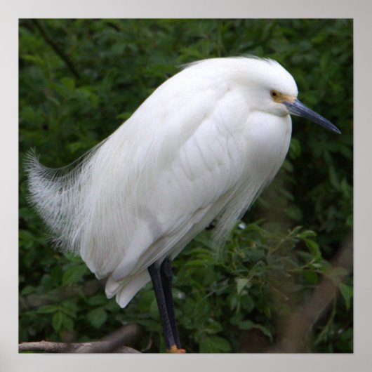 Snowy Egret Bird Foto Poster (Vorne)