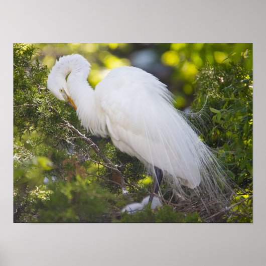 Snowy Egret Bird Foto Poster (Vorne)
