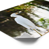 Snowy Egret Bird Foto Print Poster (Ecke)