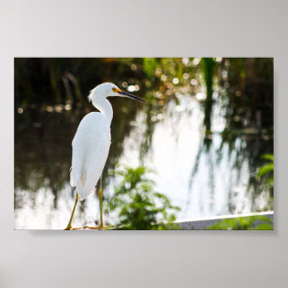 Snowy Egret Bird Foto Print Poster