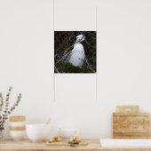 Snowy Egret Bird Poster (Küche)