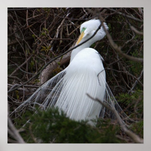 Snowy Egret Bird Poster (Vorne)