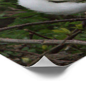 Snowy Egret Bird Poster (Ecke)