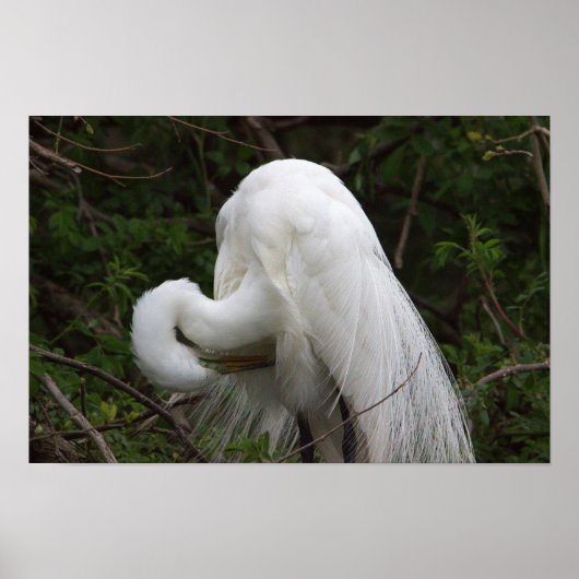 Snowy Egret Bird Poster (Vorne)