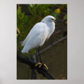 Snowy Egret Bird Poster (Vorne)
