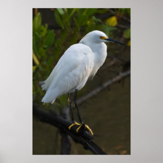 Snowy Egret Bird Poster (Vorne)