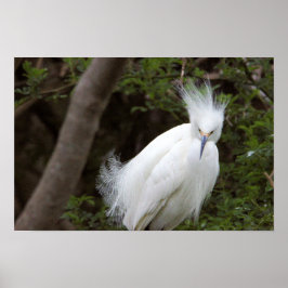 Snowy Egret Bird Poster