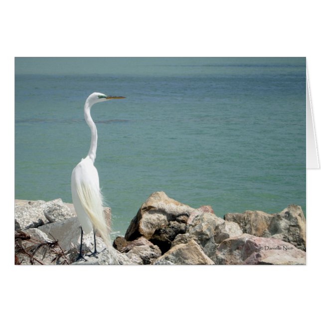 Snowy Egret Card (Vorderseite (Horizontal))