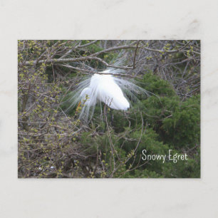 Snowy Egret Foto Postcard Postkarte