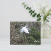 Snowy Egret Foto Postcard Postkarte (Stehend Vorderseite)