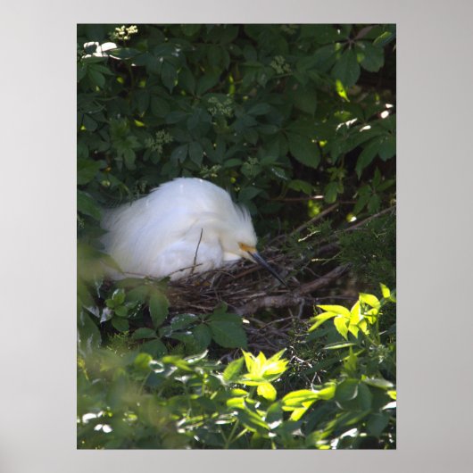 Snowy Egret Foto Poster (Vorne)