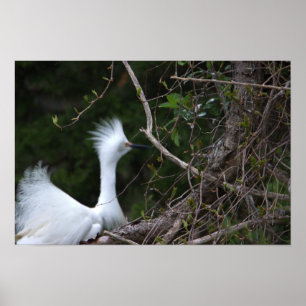 Snowy Egret Foto Poster