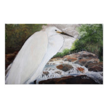 Snowy Egret Foto Print