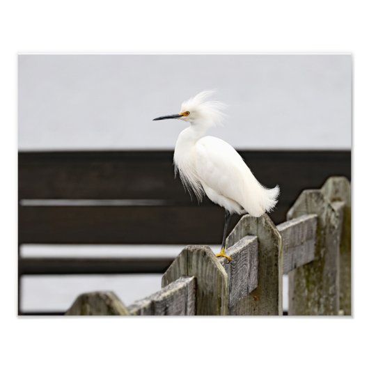 Snowy Egret Fotodruck (Vorne)