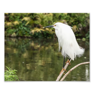 Snowy Egret Fotografie Print