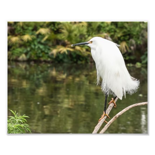 Snowy Egret Fotografie Print (Vorne)