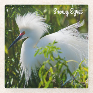 Snowy Egret Glasuntersetzer