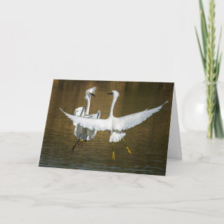 Snowy Egret Greeting Card Karte