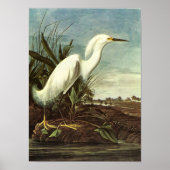 Snowy Egret, John James Audubon Poster (Vorne)