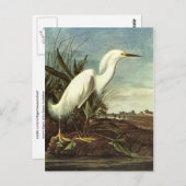 Snowy Egret, John James Audubon Postkarte (Vorne/Hinten)
