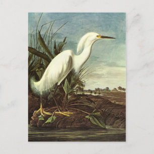 Snowy Egret, John James Audubon Postkarte