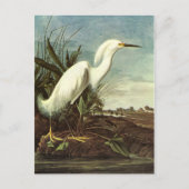 Snowy Egret, John James Audubon Postkarte (Vorderseite)