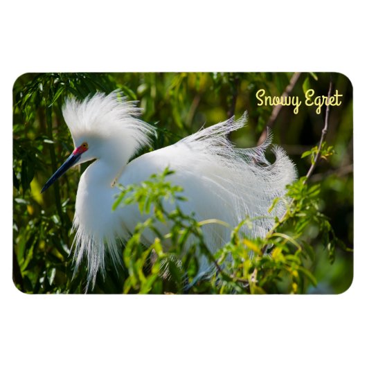 Snowy Egret Magnet (Horizontal)